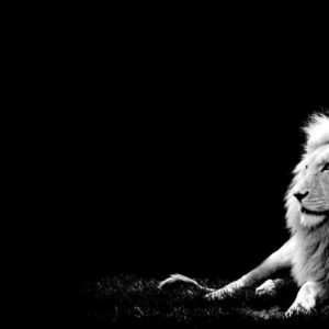download White Lion Wallpapers – HD Wallpapers Inn