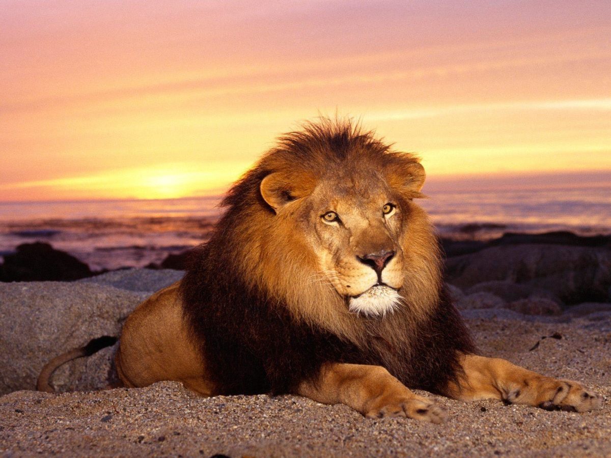 Lion Animal Wallpaper Desktop Pictures 2469 Full HD Wallpaper …