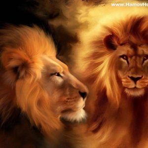 download Wallpapers For > Roaring Male Lion Wallpaper