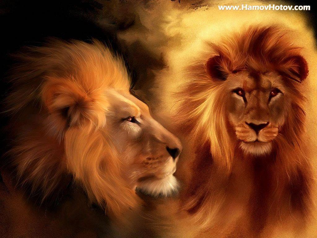 Wallpapers For > Roaring Male Lion Wallpaper