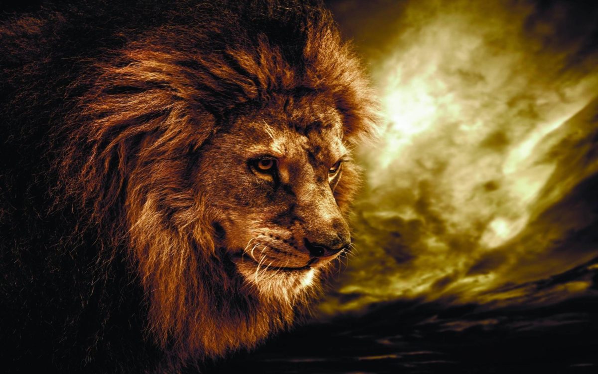 Wallpapers For > Lion Animal Wallpaper
