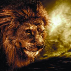 download Wallpapers For > Lion Animal Wallpaper