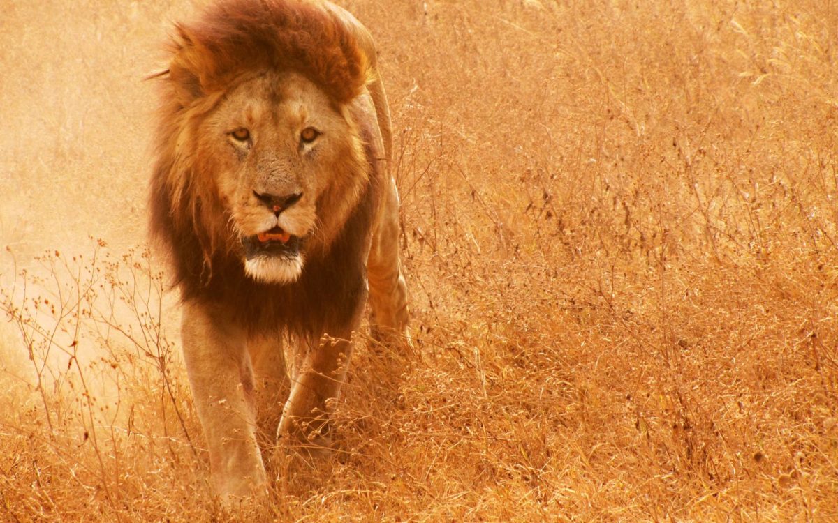 Lion Hd wallpaper – 1101530