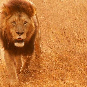 download Lion Hd wallpaper – 1101530