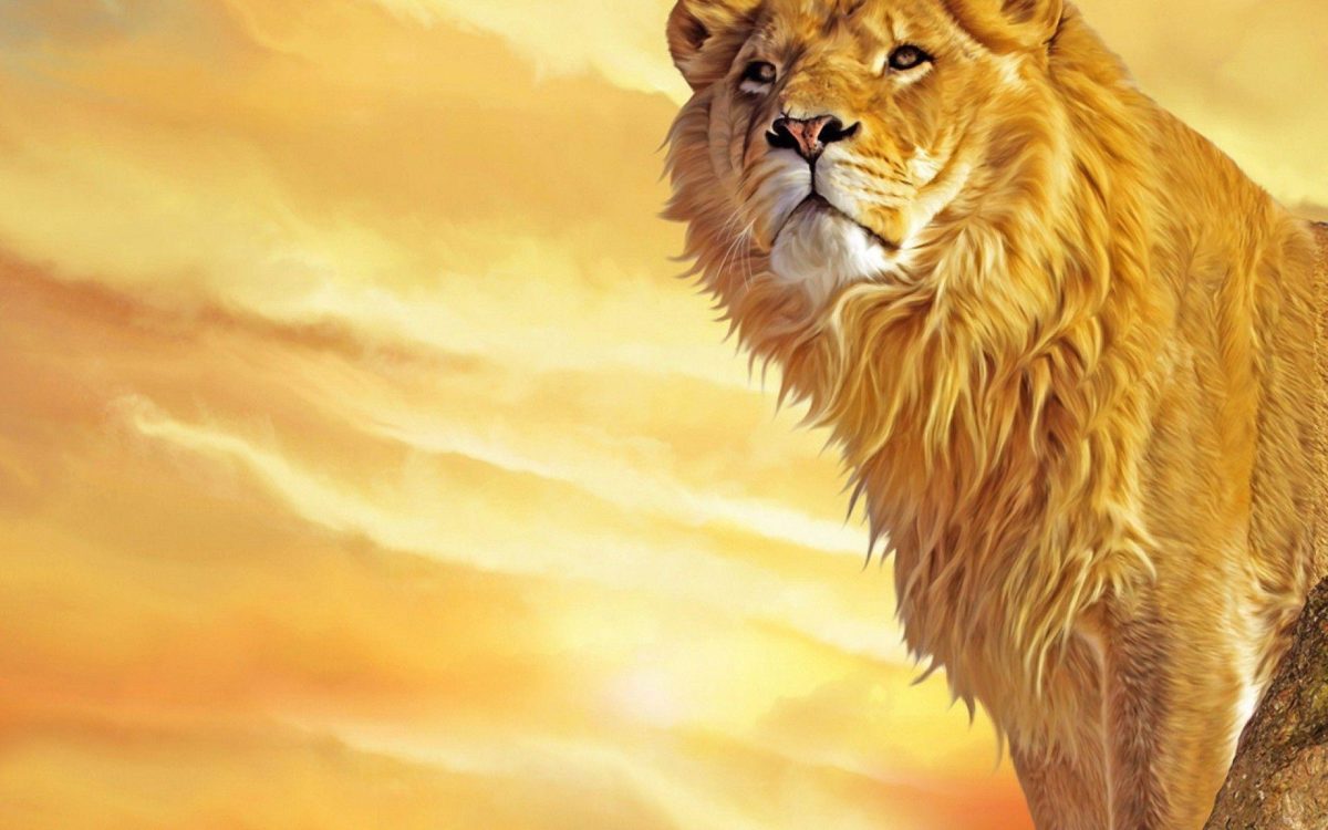 Mac Lion Wallpapers – Full HD wallpaper search – page 8