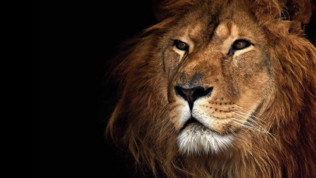 Lion Wallpapers And Backgrounds | HD Wallpapers