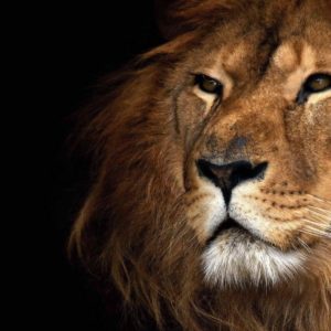 download Lion Wallpapers And Backgrounds | HD Wallpapers