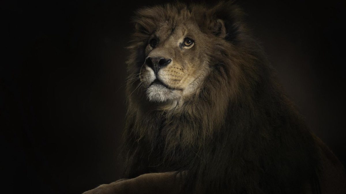 788 Lion Wallpapers | Lion Backgrounds