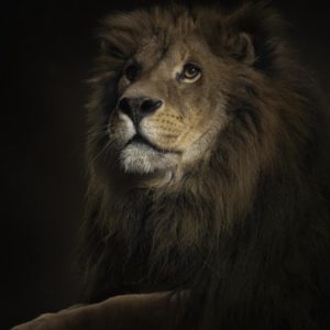 download 788 Lion Wallpapers | Lion Backgrounds
