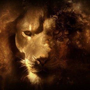 download lion wallpapers | lion wallpapers
