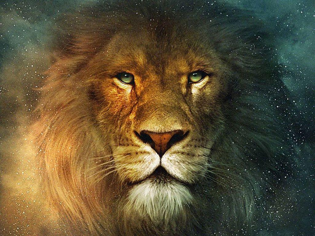 lion background wallpapers hd | Wallput.com