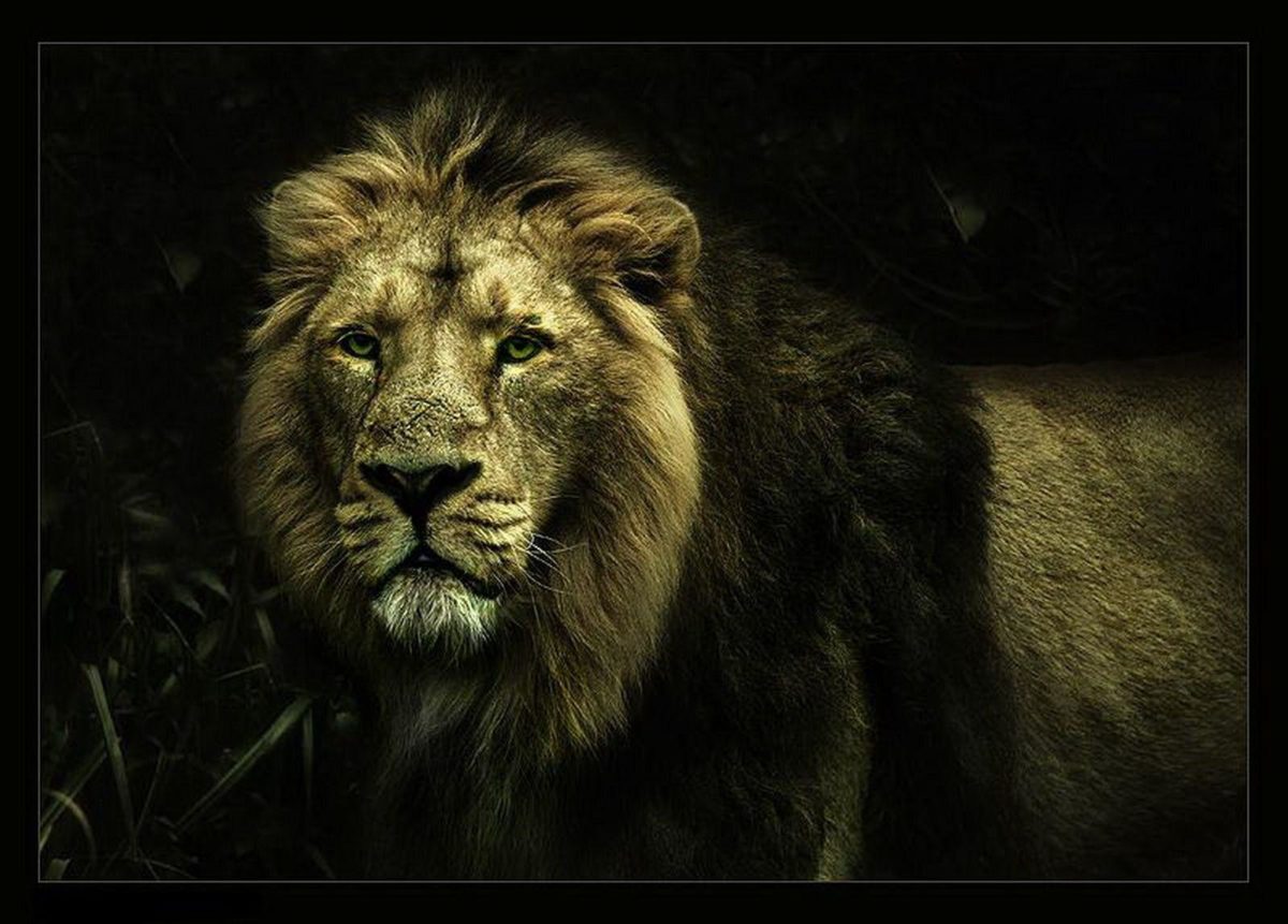 lion wallpapers | lion wallpapers – Part 5