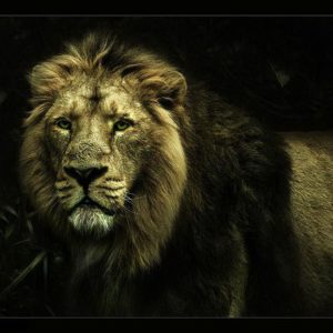 download lion wallpapers | lion wallpapers – Part 5