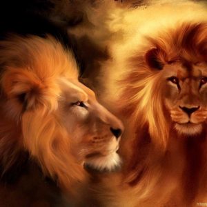 download Animals For > Lion Wallpaper 3d