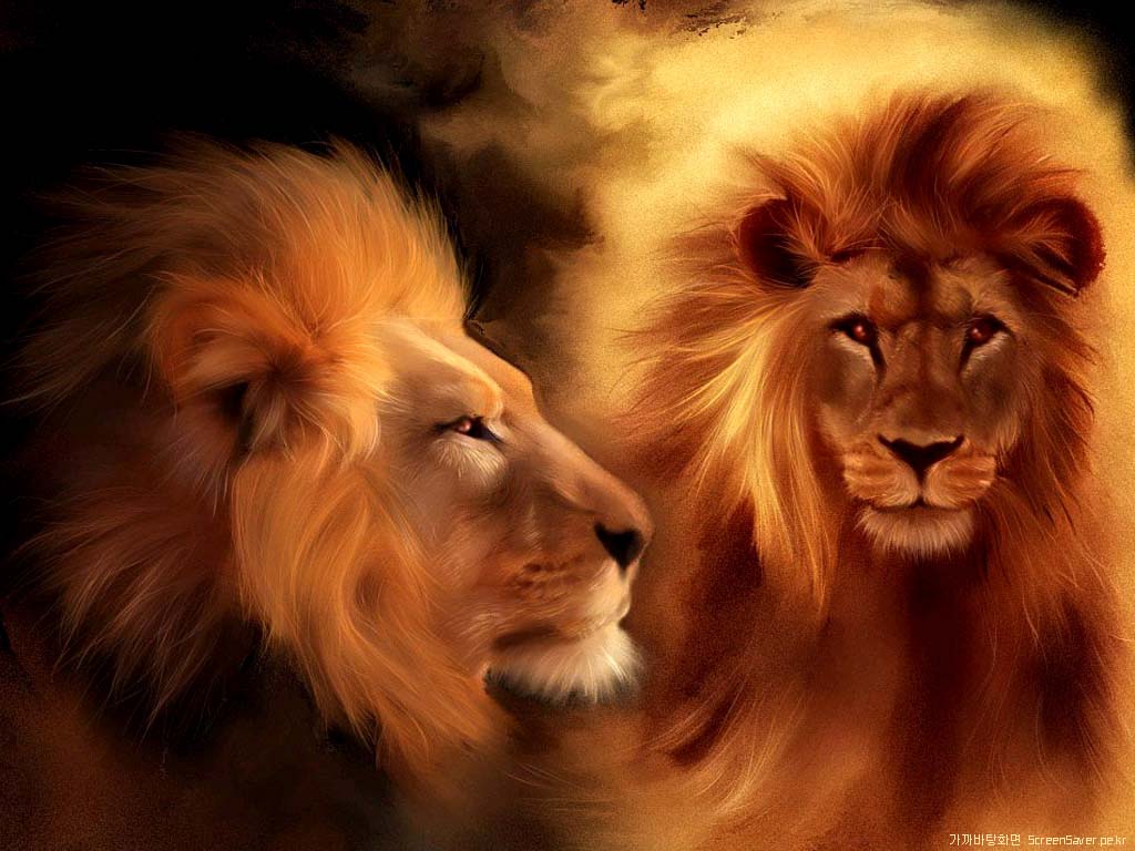 Animals For > Lion Wallpaper 3d