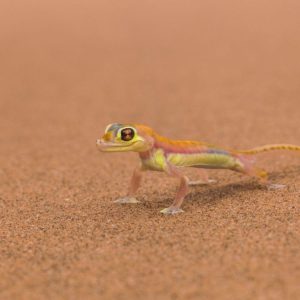 download 269 Lizard Wallpapers | Lizard Backgrounds