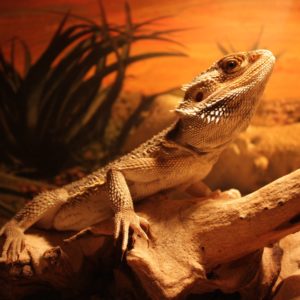download Beautiful Lizard On The Rock Wallpapers HD