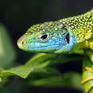 download Lizard wallpaper – Animal wallpapers – #