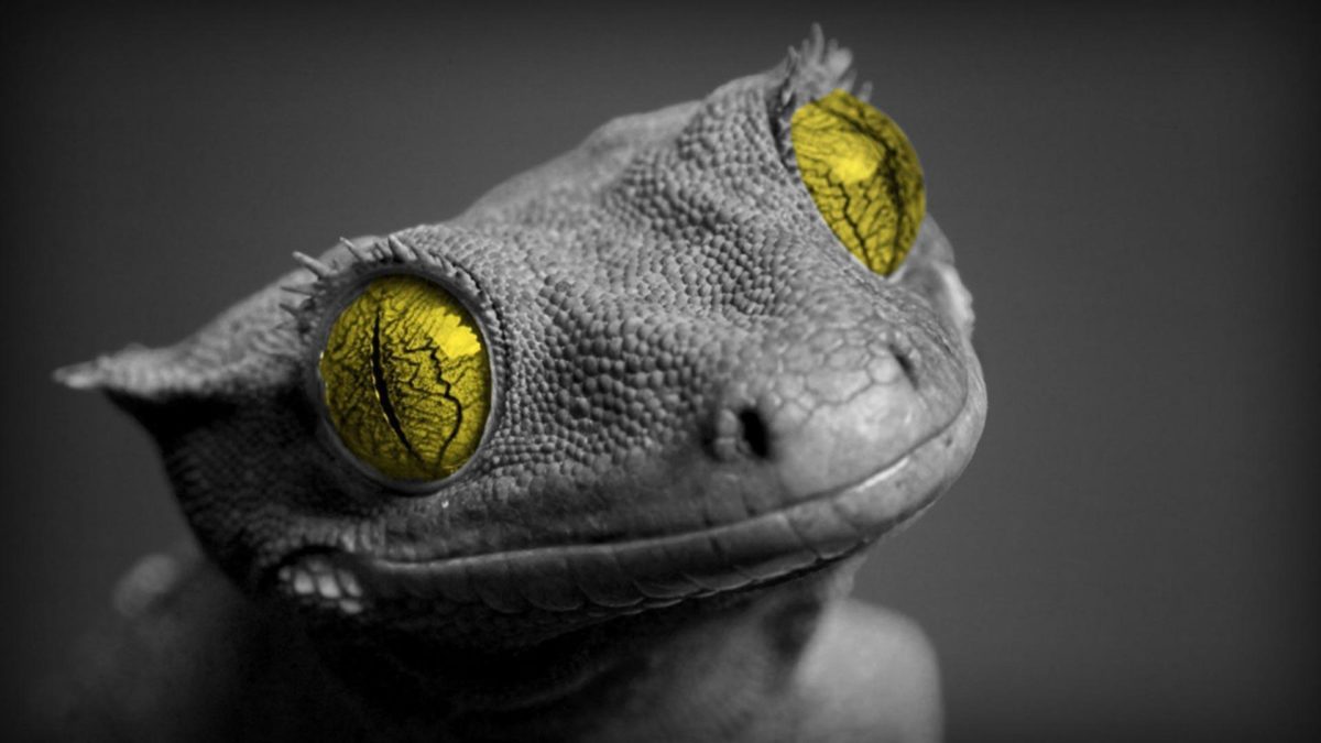Lizard Desktop Wallpapers – HD Wallpapers Inn