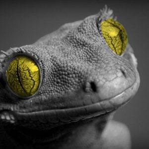 download Lizard Desktop Wallpapers – HD Wallpapers Inn