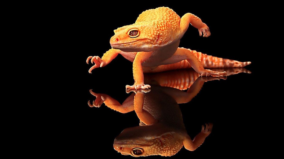 Cool Lizard Wallpaper | Download HD Wallpapers
