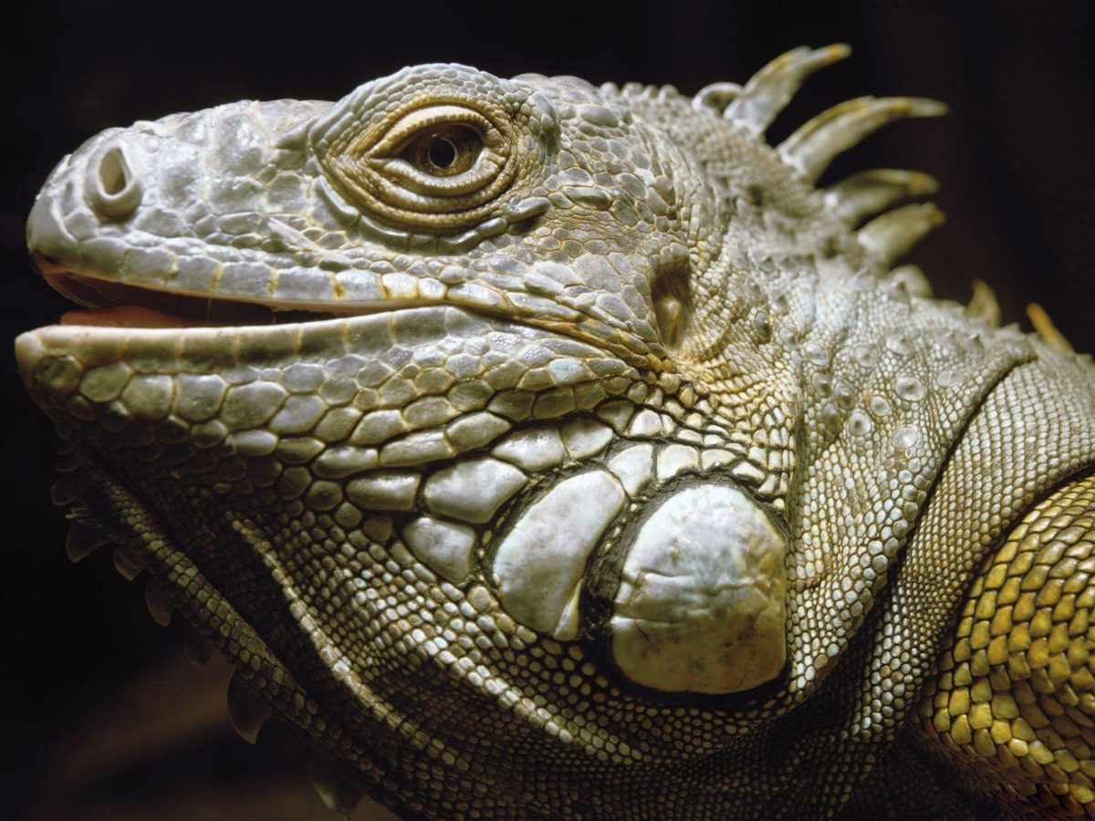 Desktop Wallpaper · Gallery · Animals · Green iguanas Lizard …