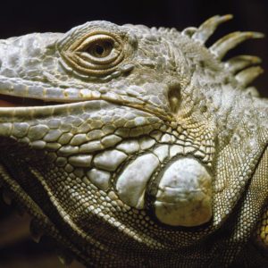 download Desktop Wallpaper · Gallery · Animals · Green iguanas Lizard …