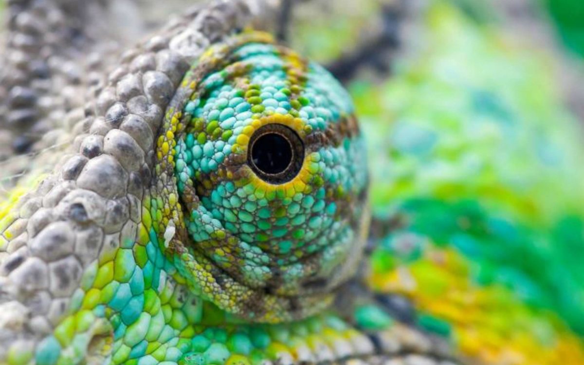 Colorful Lizard Eyes Wallpaper | Paravu.com | HD Wallpaper and …