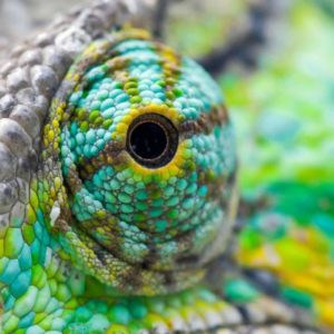 download Colorful Lizard Eyes Wallpaper | Paravu.com | HD Wallpaper and …
