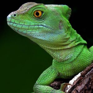 download Head Green Lizard Wallpaper | Paravu.com | HD Wallpaper and …