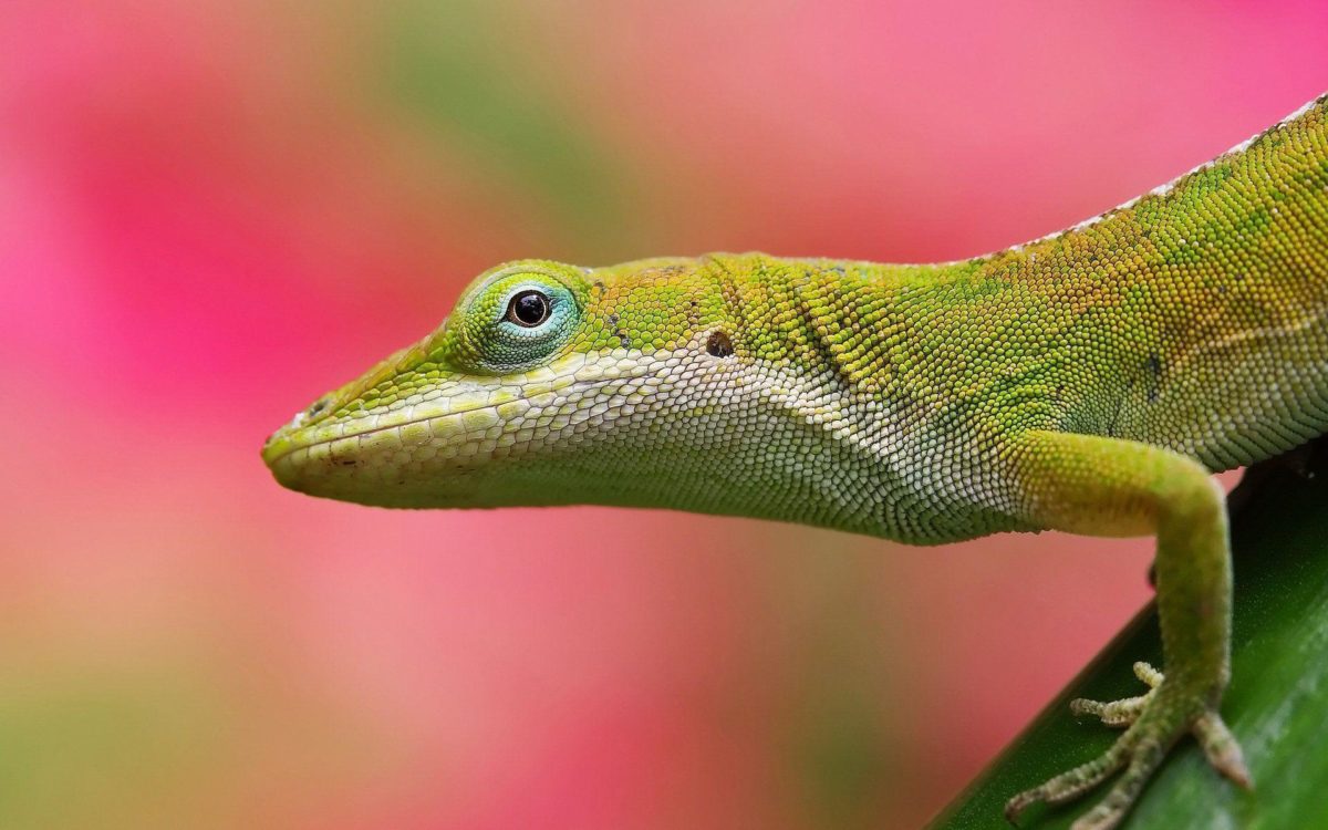 Colorful Lizard Pink Background | Paravu.com | HD Wallpaper and …
