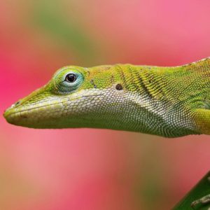 download Colorful Lizard Pink Background | Paravu.com | HD Wallpaper and …