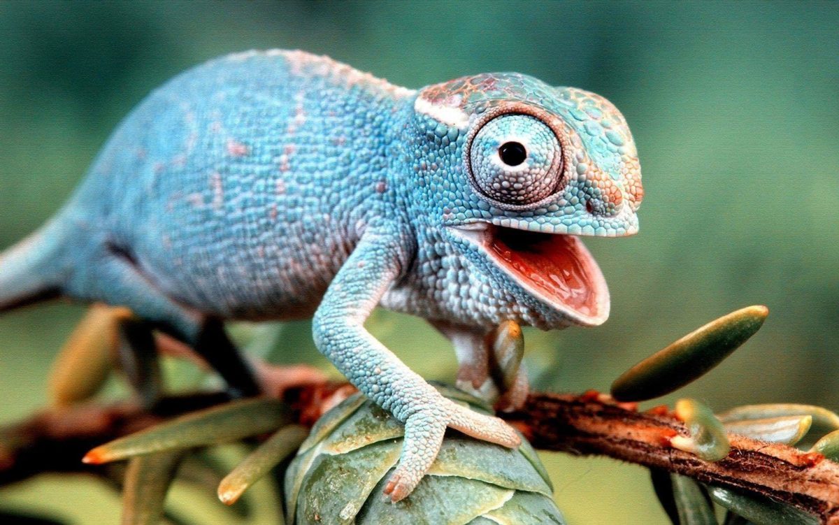 Download Colorful Lizard Wallpaper 21416 1600×1001 px High …