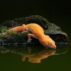 download Colorful Lizard Yellow On Water Wallpaper | Paravu.com | HD …