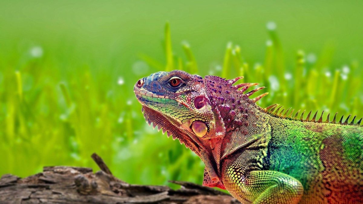 Colorful Lizard Wallpaper 15386 1920×1080 px ~ FreeWallSource.