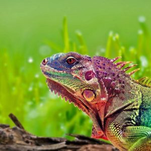 download Colorful Lizard Wallpaper 15386 1920×1080 px ~ FreeWallSource.