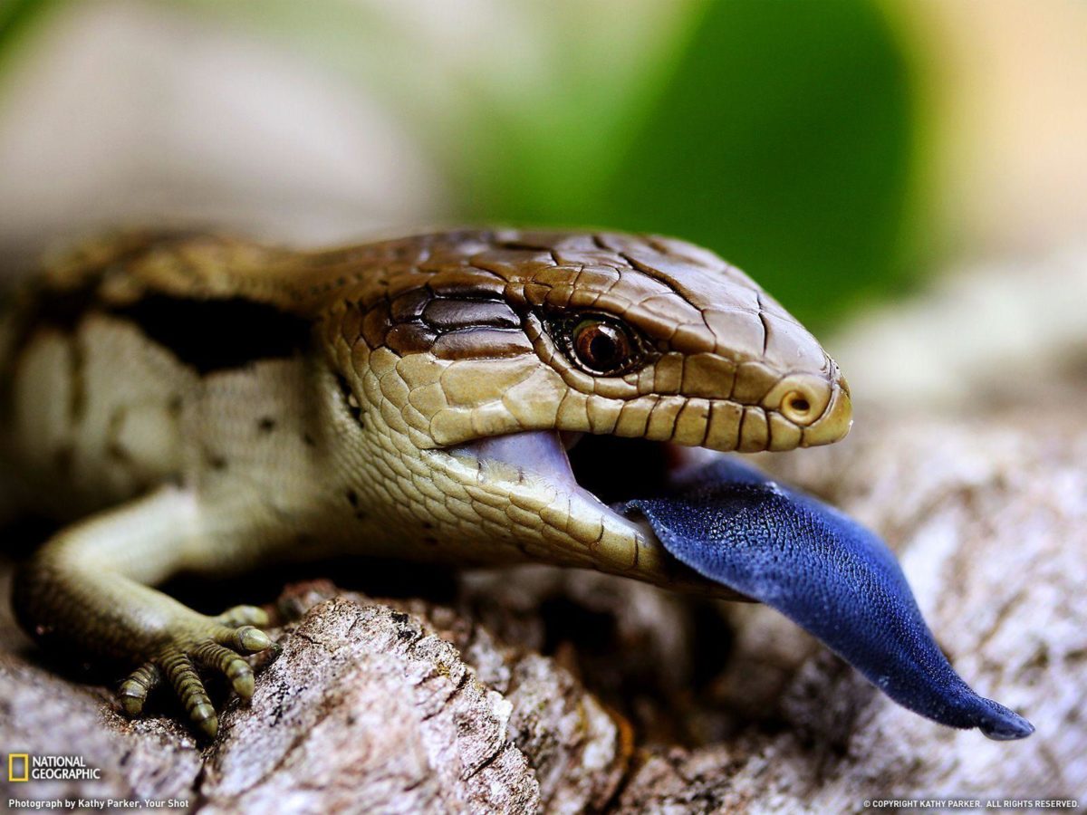 Blue-Tongued Lizard Picture – Animal Wallpaper – National …