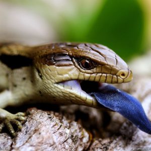 download Blue-Tongued Lizard Picture – Animal Wallpaper – National …