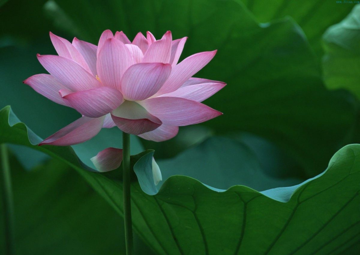 Cute Pink Lotus Flower Wallpaper for Computer HD – Free Download …