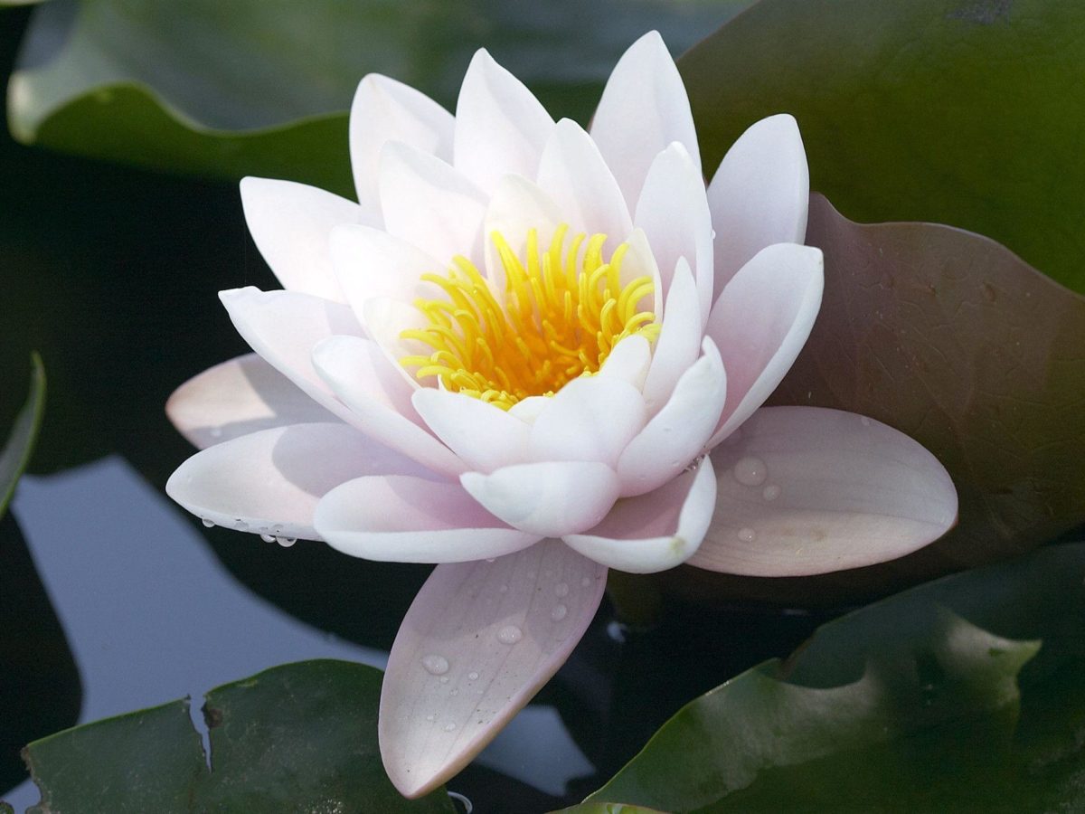 Lotus Flower Desktop Wallpapers | Lotus Flower Pictures | Cool …