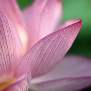 download Lotus Flower Desktop Wallpapers | Lotus Flower Pictures | Cool …