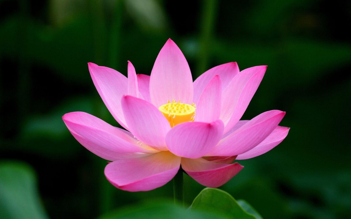 Lotus Flower Desktop wallpaper – 1088583