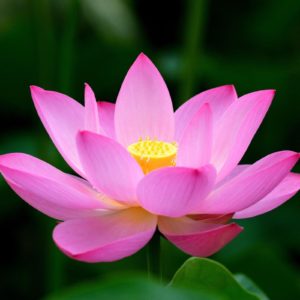 download Lotus Flower Desktop wallpaper – 1088583