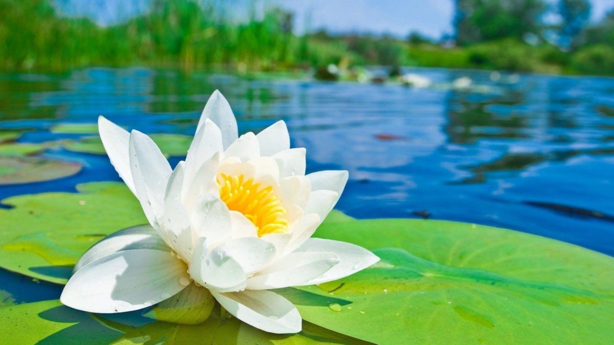 Water Lotus Flower HD Desktop Wallpaper Free – Free Download …