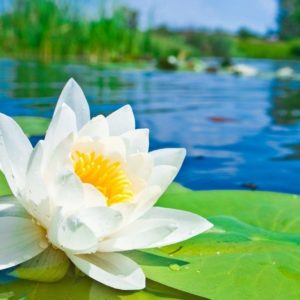 download Water Lotus Flower HD Desktop Wallpaper Free – Free Download …