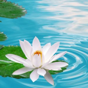 download lotus flower wallpaper – Funky Fevar