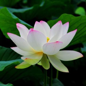 download Beautiful White Lotus Flower HD Wallpapers
