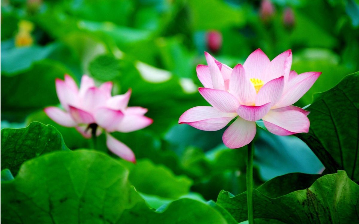 Lotus lotus flower wallpaper for desktop – Fine hd wallpaper