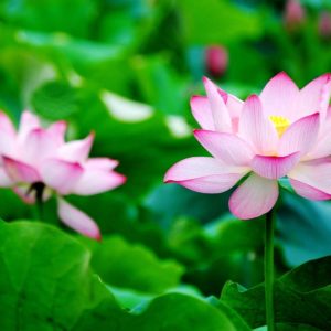 download Lotus lotus flower wallpaper for desktop – Fine hd wallpaper