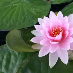 download Wallpapers For > Wallpaper Of Lotus Flower